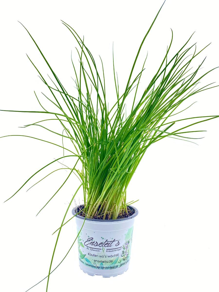 Gaertnerei Enseleit Enseleits Lauchzwiebel (Allium Fistulosum)