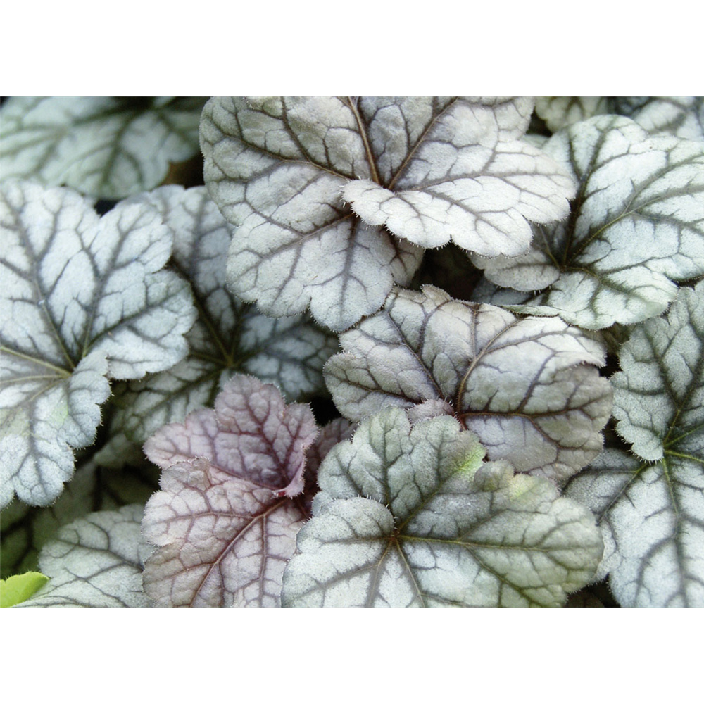 Blumen Eber Heuchera "Cinnabar Silver" - Purpurglöckchen "Cinnabar Silver" im Topf 12 cm - 12cm AS1834