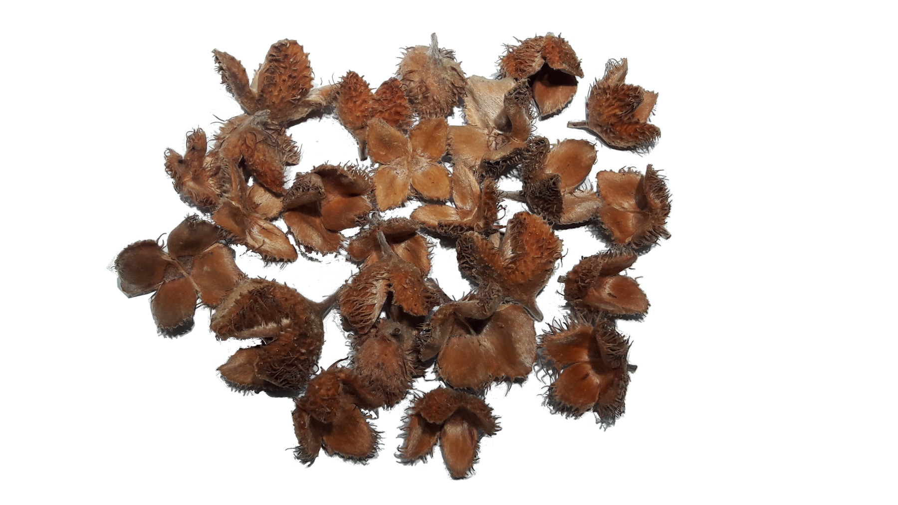 Schreiber Deko Bucheckern I 500 Gramm I Buchecker Schalen I Buchecker Hülsen zum Basteln - 40,98 pro Kilogramm DEC-10-30-23c6f3