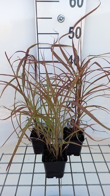 GRDplanten 6 x Miscanthus sin. 'Ghana' - Chinaschilf - Topf 9 x 9 cm