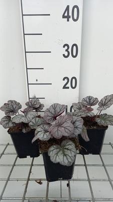 GRDplanten 6 x Heuchera hybr. 'Sugar Plum' - Purpurglöckchen - Topf 9 x 9 cm