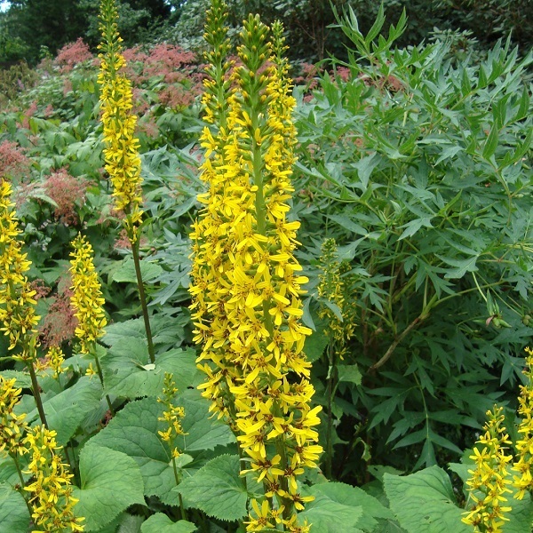 Arborix, grüner und billiger 6 x Przewalskis Kerzen Goldkolben - Ligularia 'The Rocket' | Topf 9cm x 9cm LISROCKE-113