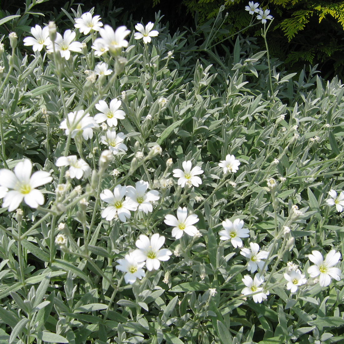 Arborix, grüner und billiger 6 x Niedriges Hornkraut - Cerastium tomentosum 'Columnae' | Topf 9cm x 9cm CETCOLUM-113