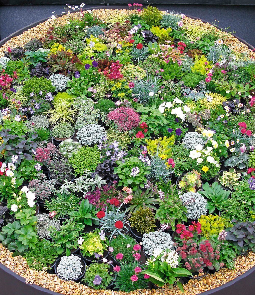 Baldur-Garten BALDUR Garten 8er Steingarten-Stauden-Mix, Pflanzen im 9x9 cm-Topf, winterhart, Grasnelke, Glockenblumen und attraktive Sedum-Arten, winterharte Stauden, trockenresistent