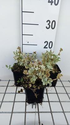 GRDplanten 6 x Ballota pseudodictamnus compact - pseudodictamnus - Topf 9 x 9 cm