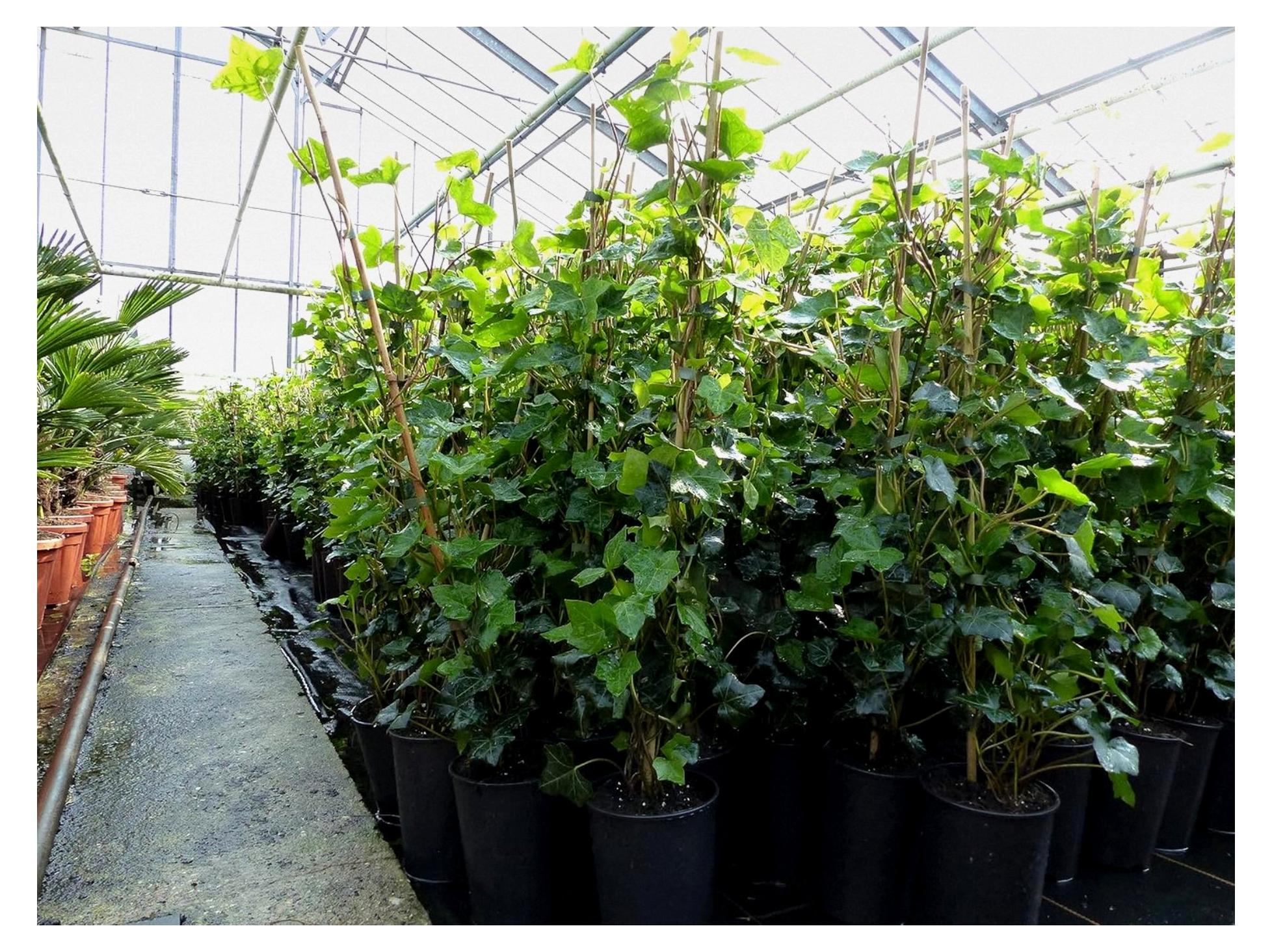 Markenlos 10 Stück Efeu Hedera helix 100-120 cm Heckenpflanze winterhart Kletterpflanze Sichtschutz