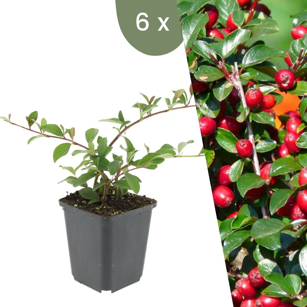 Frank GmbH Plants by Frank | 6 Zwergmispel Pflanzen | Cotoneaster dammeri | Bodendecker Winterhart | Stauden Winterhart | Gartenpflanzen Winterhart 47253