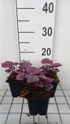 GRDplanten 6 x Heuchera hybr. 'Wild Rose' - Purpurglöckchen - Topf 9 x 9 cm