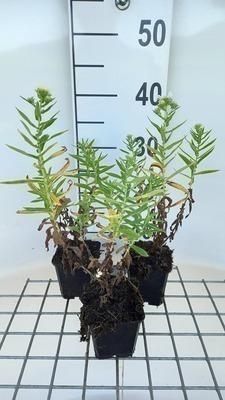 GRDplanten 6 x Aster n.-a. 'Herbstschnee' - Herbstaster - Topf 9 x 9 cm