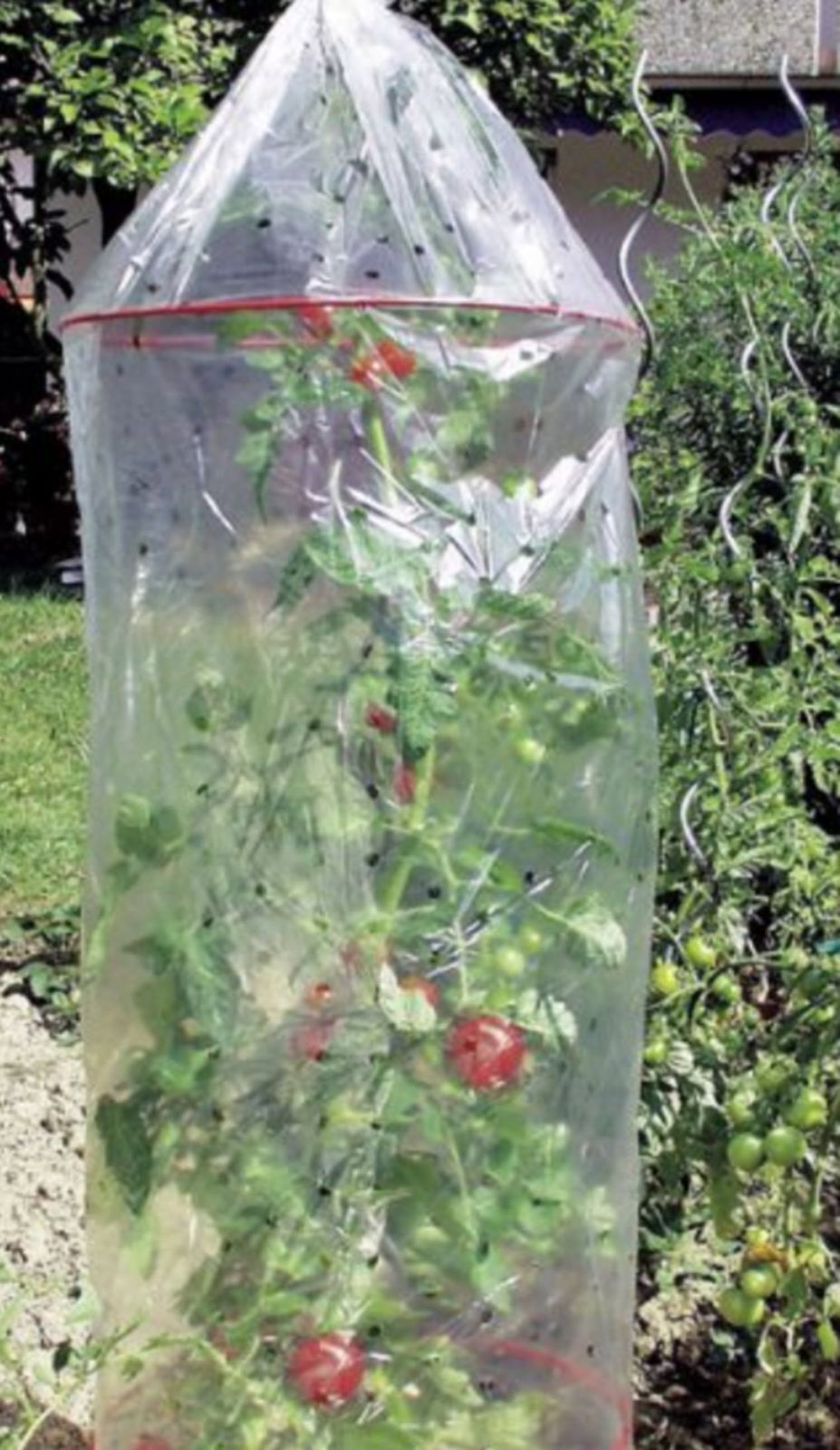 Reifehaube für Tomaten Schutz Haube | Kaufland.de