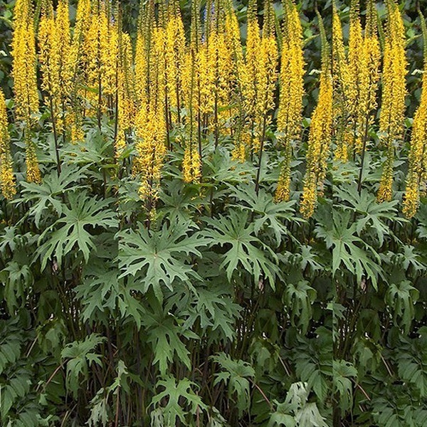 Arborix, grüner und billiger 6 x Kerzen Goldkolben - Ligularia przewalskii | Topf 9cm x 9cm LIPRZEWA-113