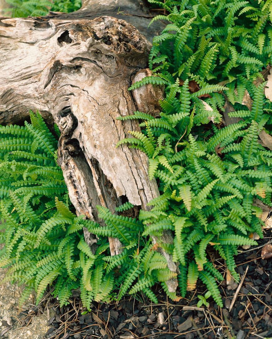 Pflanzen-für-dich.de Blechnum penna-marina, Zwergfarn, ca. 9x9 cm Topf