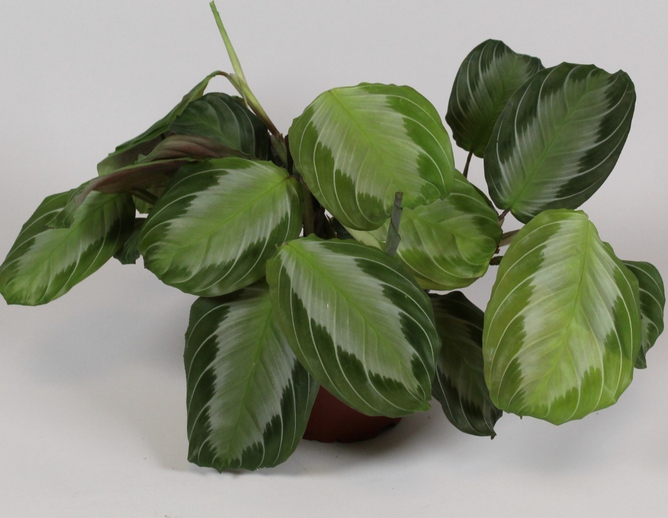 Blumen-Senf Maranta Leuconeura 'Silver Band' ca. 30 cm Pfeilwurz - Zimmerpflanze - Grünpflanze