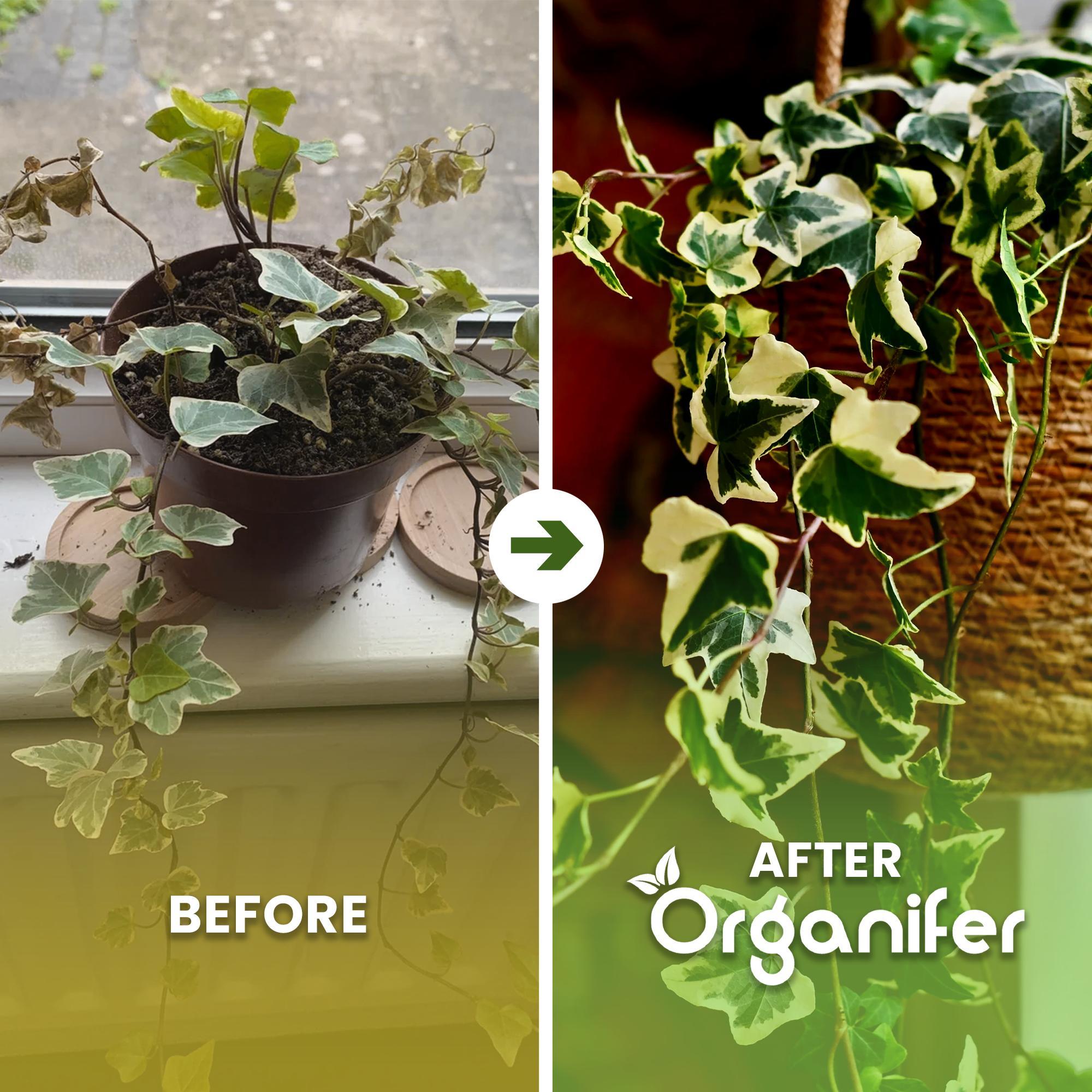 Ivy Flüssigdünger 1L – 2-1-8 NPK – Flüssig-Pflanzendünger für Efeu (Ivy) – Organifer 325962