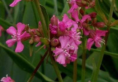 GRDplanten 6 x Lychnis visc. 'Splendens' - Lichtnelke - Topf 9 x 9 cm