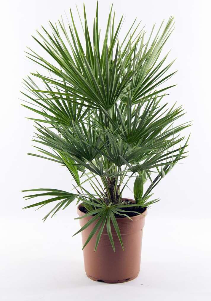 Blumen-Senf Winterharte Zwergpalme ca. 60 cm Chamaerops humilis Eine der kältetolerantesten Palmenarten in Europa