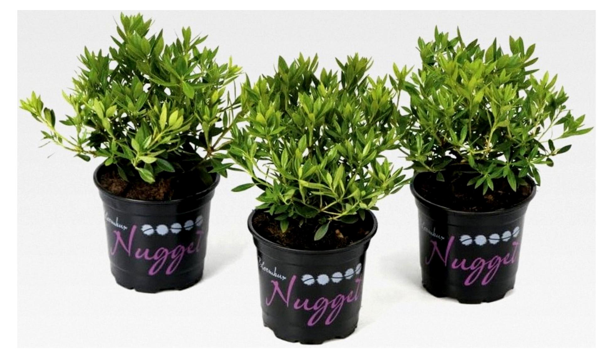 Markenlos Nugget von Bloombux® – Blüte und Form von INKARHO® 15-20 cm Nugget 1 VE = 5 Pflanzen