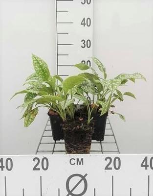 GRDplanten 6 x Pulmonaria sacch. 'Mrs Moon' - Braunelle - Topf 9 x 9 cm