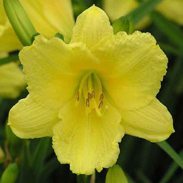 Arborix, grüner und billiger 6 x Taglilie - Hemerocallis 'Happy Returns' | Topf 9cm x 9cm HEHRETUR-113