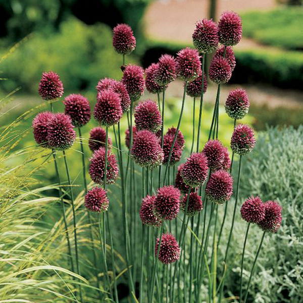 Arborix, grüner und billiger 6 x Kugelkopfiger Lauch - Allium sphaerocephalon | Topf 9cm x 9cm ALLSPH-113