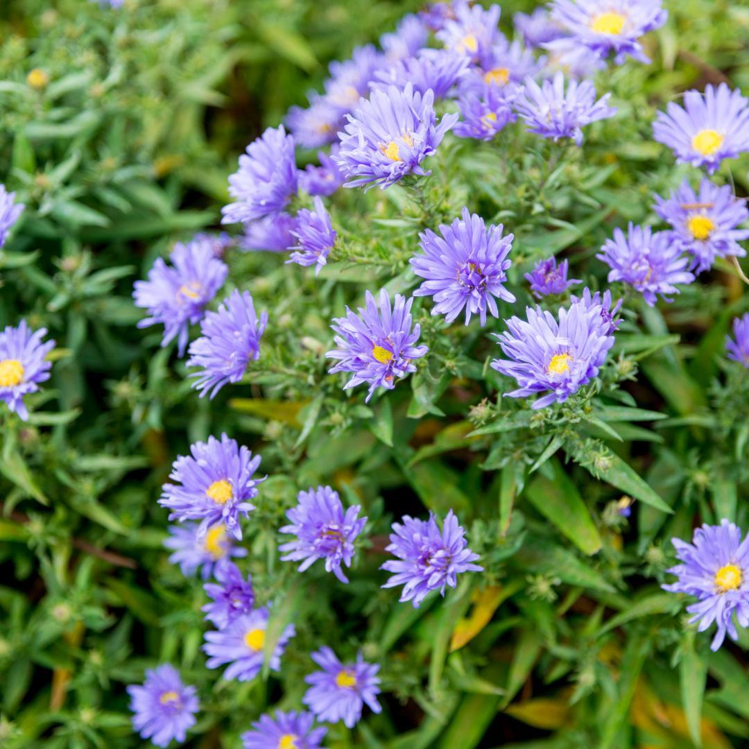 Everspring Sommeraster Aster frikartii Mönch – 48 Pflanzen – 10-25cm – Ø9cm – Langblühende Staude für sonnige Beete – Bienenfreundliche Gartenpflanze – Herbstblüher
