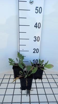 GRDplanten 6 x Gaillardia hybr. 'Tokayer' - Kokardenblume - Topf 9 x 9 cm