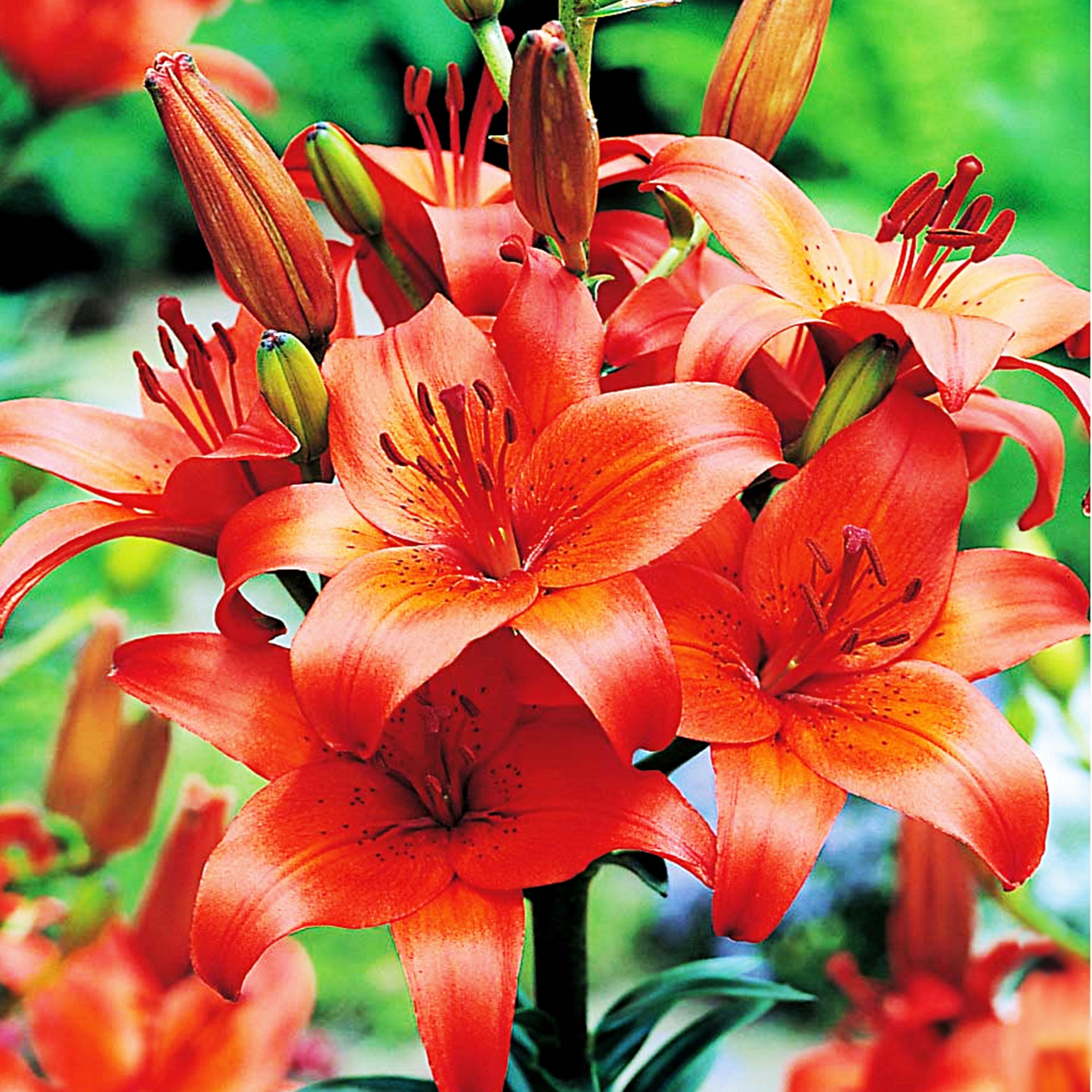 Benex Asiatische Lilie Lilium Zwiebel Blumen Asiatische Lilie Orange XXL 1 St.