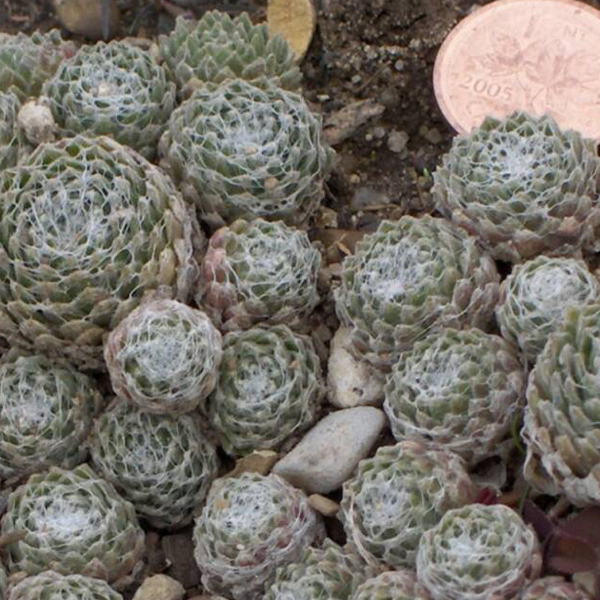 Arborix, grüner und billiger 6 x Hauswurz - Sempervivum arachnoideum | Topf 9cm x 9cm SEARACHN-113