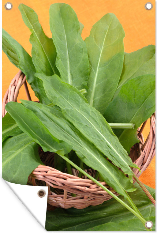 MuchoWow® 60x90 cm Outdoor-Poster Gartendeko Sichtschutz Garten Poster für den Garten Sauerampferblätter in einem kleinen Weidenkorb 133|3733324