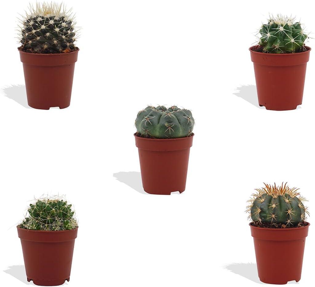 Mydoo DutchLeafs Kugelkaktus Mix 5 Stück Verschiedene Mini-Kakteen - Topf 5,5 cm - Mammillaria Kaktus Kleine Pflanzen Sammlung Pflegeleichte Zimmerpflanzen