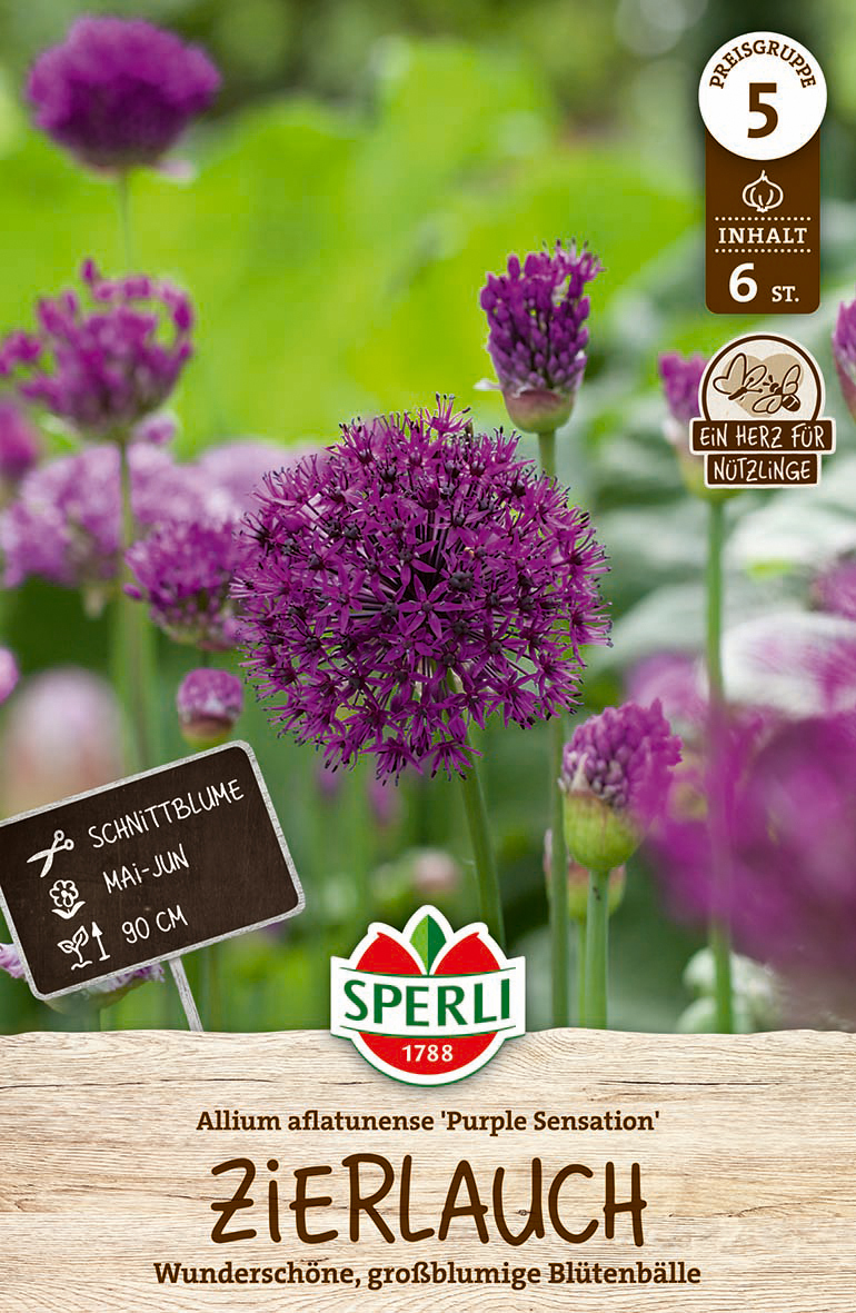 Sperli GmbH Zierlauch Purple Sensation (6 Stück) | Zierlauchzwiebeln von Sperli 460094