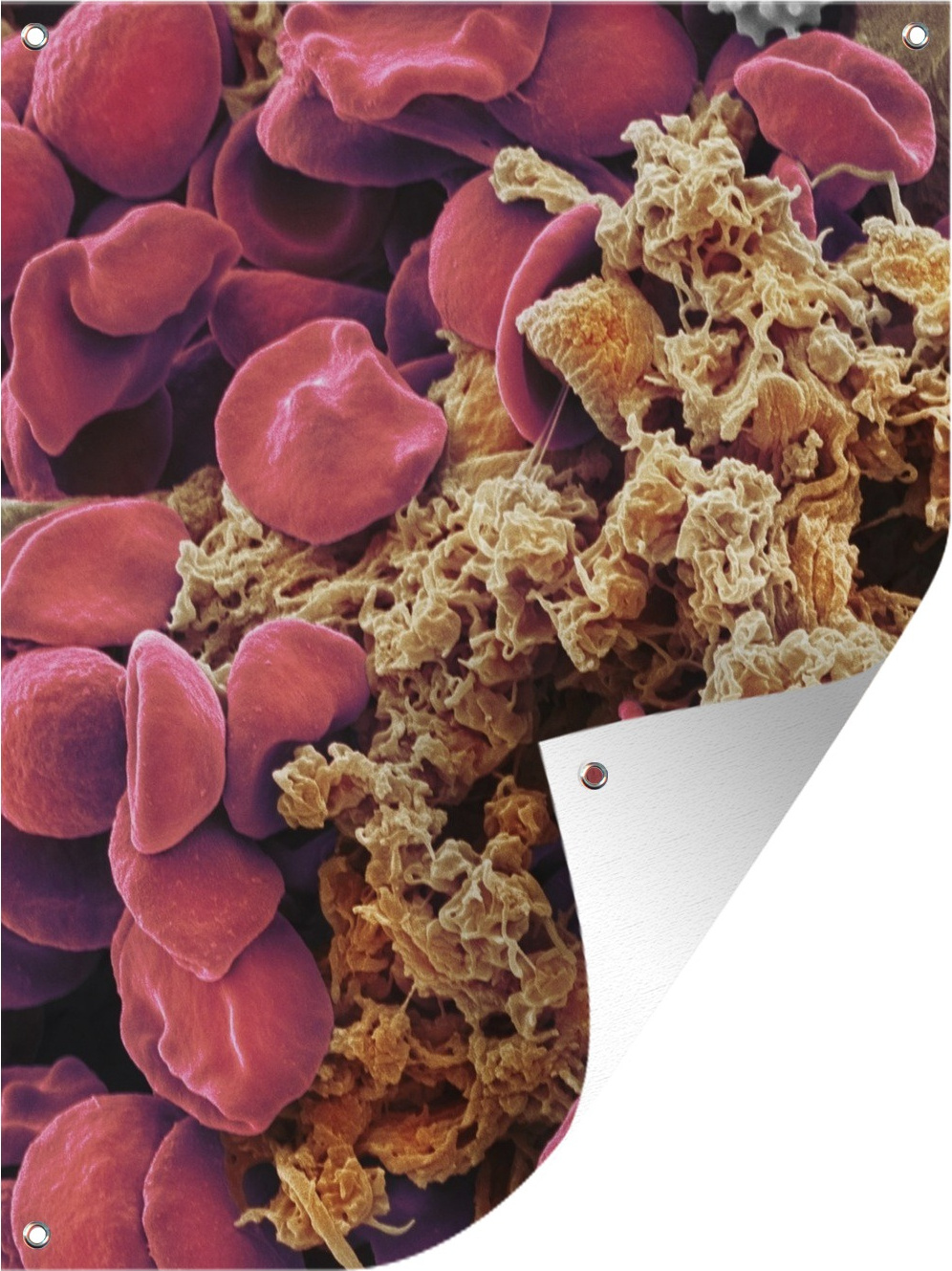 MuchoWow® 60x80 cm Outdoor-Poster Gartendeko Sichtschutz Garten Poster für den Garten Rote Blutkörperchen mit Blutplättchen 133|1349373