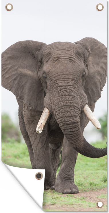 MuchoWow® 40x80 cm Outdoor-Poster Gartendeko Sichtschutz Garten Poster für den Garten Entgegenkommender Elefant 133|322823472