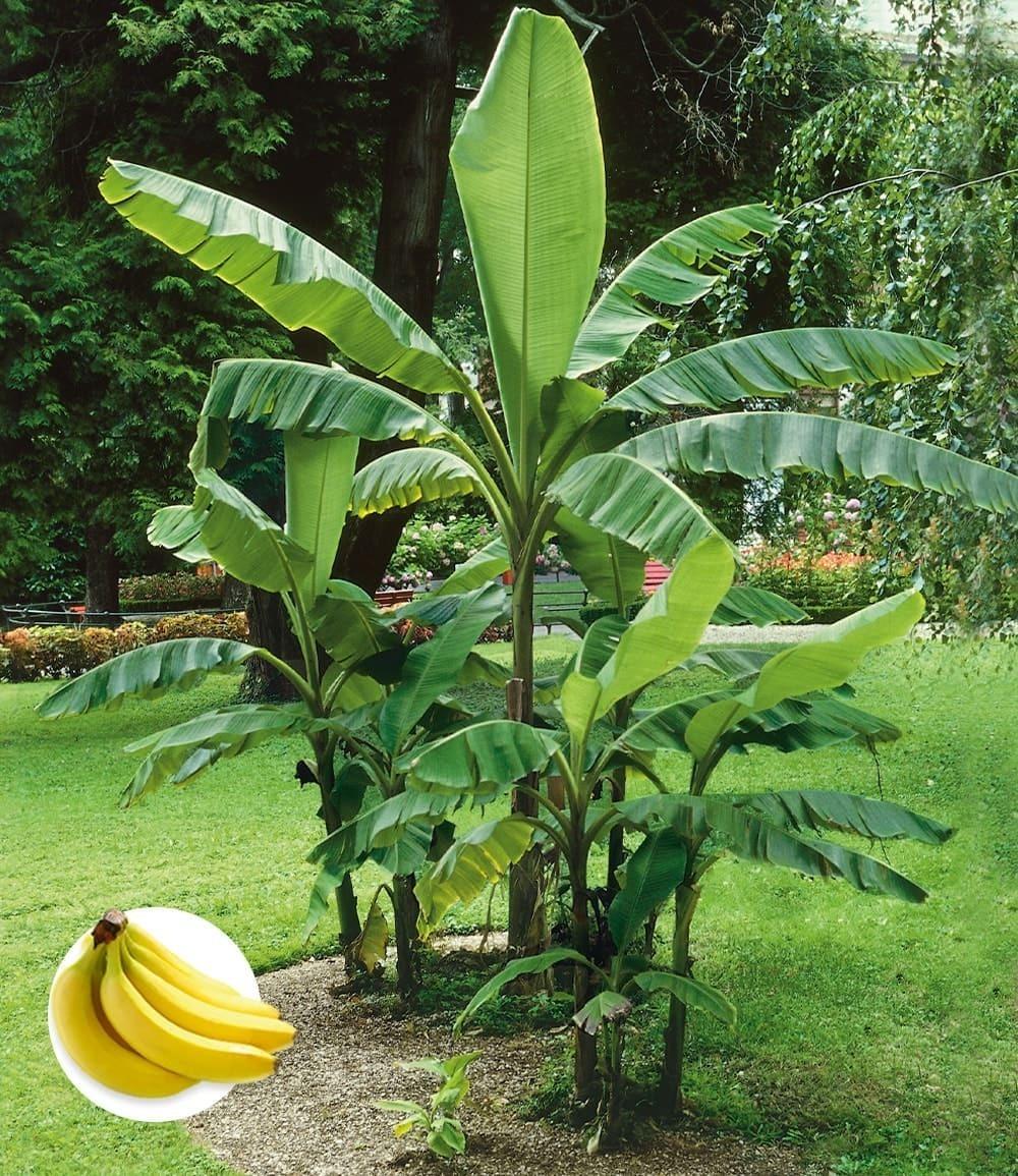 Baldur-Garten BALDUR Garten 3x Winterharte Banane 'grün', Pflanze im 12 cm-Topf, Faserbanane Bananenbaum Musa basjoo Bananenpflanze, mehrjährige winterharte Staude, Bananen-Früchte essbar