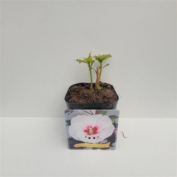 Blumen-Senf XXL Hibiscus moscheutos Jolly Heart Riesenhibiskus Staudenhibiskus
