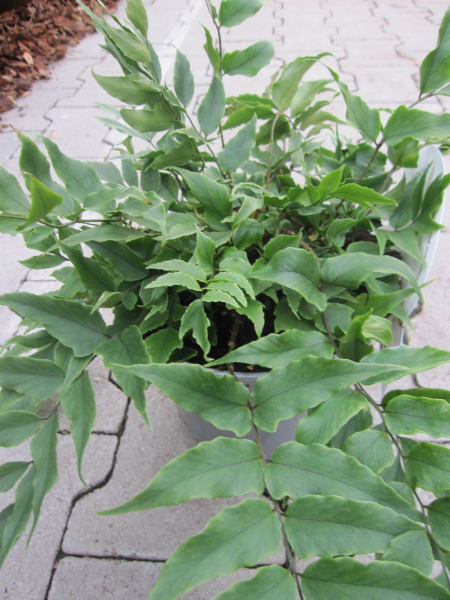 Baumschule Cyrtomium fortunei - Fortunes Sichelfarn