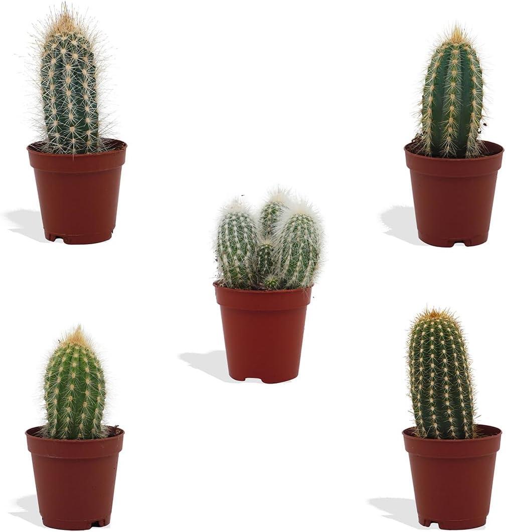 Mydoo DutchLeafs Cereus Mix 5 Stück Verschiedene Mini-Kakteen - Topf 5,5 cm - Säulenkaktus Cactaceae Kaktus Kleine Pflanzen Sammlung Pflegeleichte