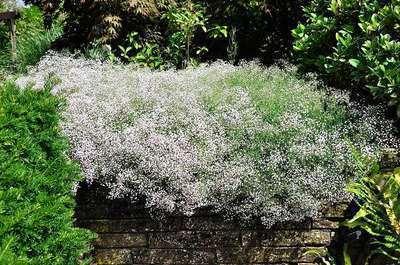 GRDplanten 6 x Gypsophila hybr. 'Rosenschleier' - Gypsophila - Topf 9 x 9 cm