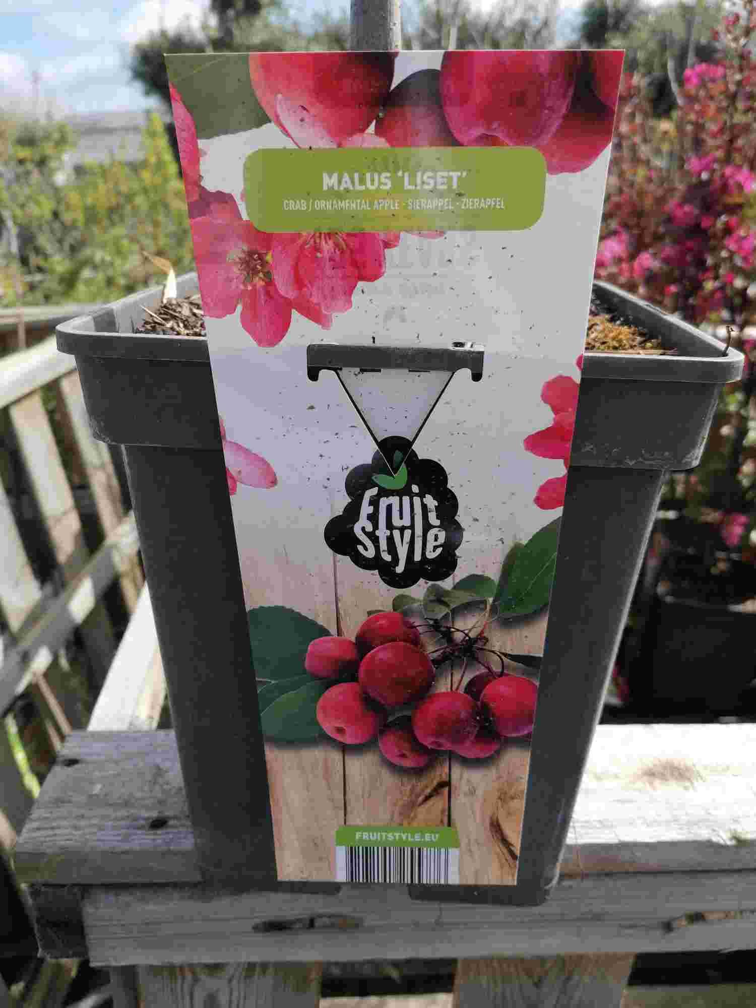 Blumen-Senf Zierapfel 'Liset' 100-120 cm - Apfelbaum - Malus 'Liset' - Apfelbaum