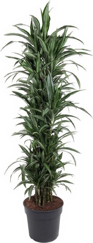 Pflanzen-für-dich.de Drachenbaum Dracaena Ulises verzweigt 21 cm Topf 80 cm Höhe