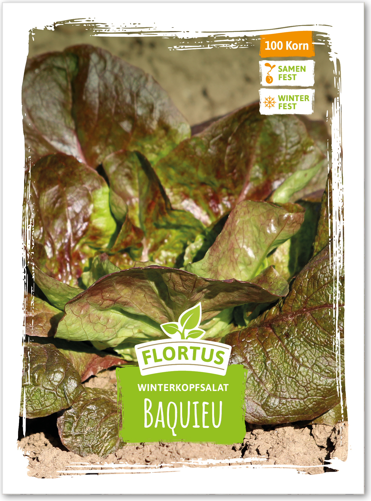 Winterkopfsalat Baquieu | Kopfsalatsamen von FLORTUS