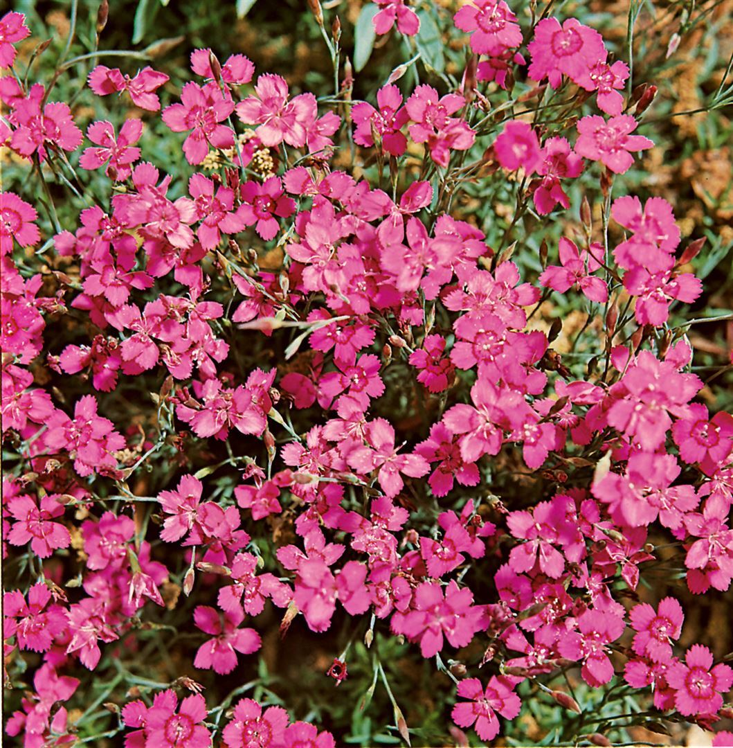 Pflanzen-für-dich.de Dianthus deltoides 'Leuchtfunk', Heidenelke, leuchtend rot, ca. 9x9 cm Topf SANA001240