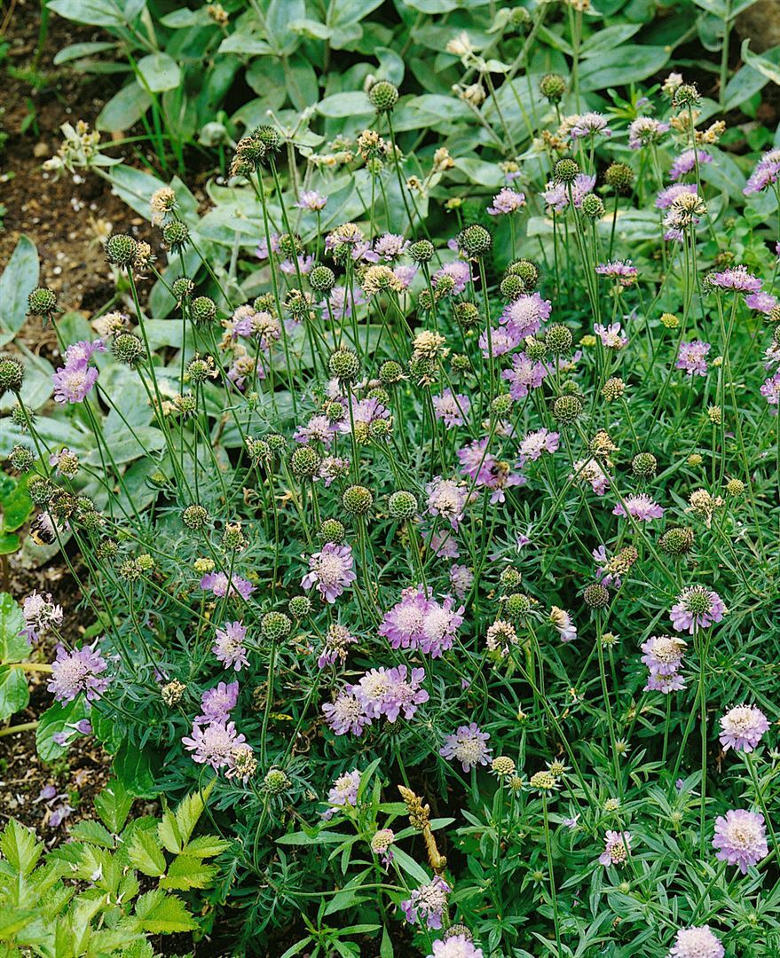 Pflanzen-für-dich.de Scabiosa columbaria 'Nana', Taubenskabiose, blau, ca. 9x9 cm Topf