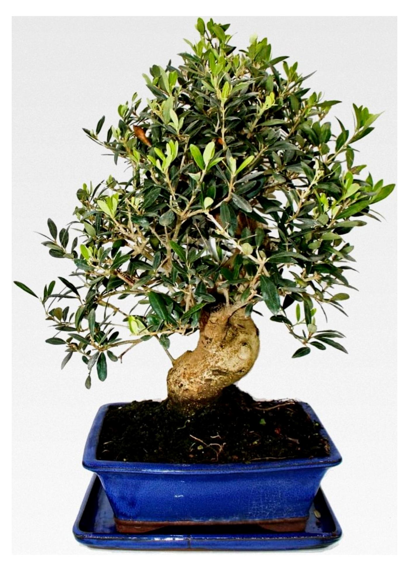Markenlos Bonsai - Solitär - Olivenbaum - Olea europaea - ca. 17 Jahre alt - ca. 50-55 cm hoch