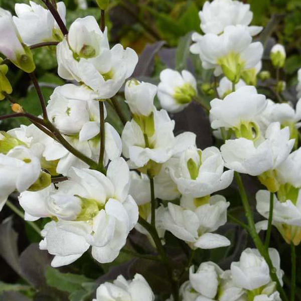 Arborix, grüner und billiger 6 x Gänsekresse - Arabis caucasica 'Bakkely' | Topf 9cm x 9cm ARCBAKKE-113
