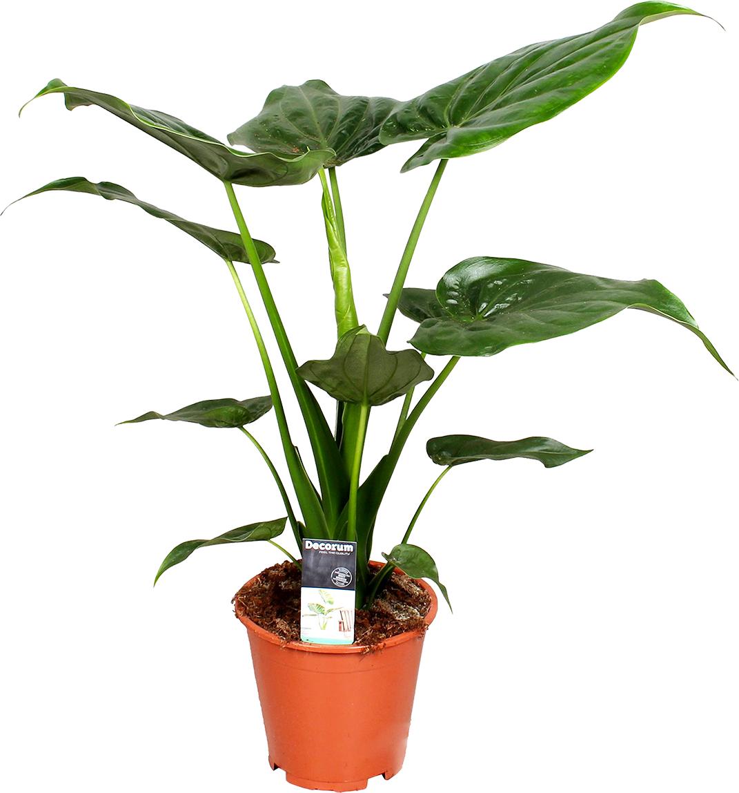 Herbie Bloomique - Alocasia Cucullata - Elefantenohr - Zimmerpflanzen - 50-60 cm Hoch - Topf 19 cm