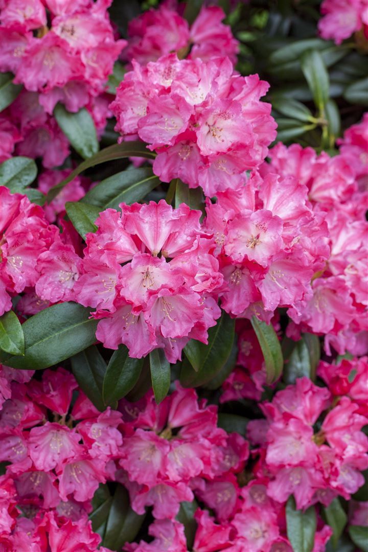 Pflanzen-für-dich.de Rhododendron Hybr. 'Germania', Rhododendron, rosa, 40–50 cm