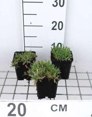 GRDplanten 6 x Gypsophila repens 'Alba' - Gypsophila - Topf 9 x 9 cm