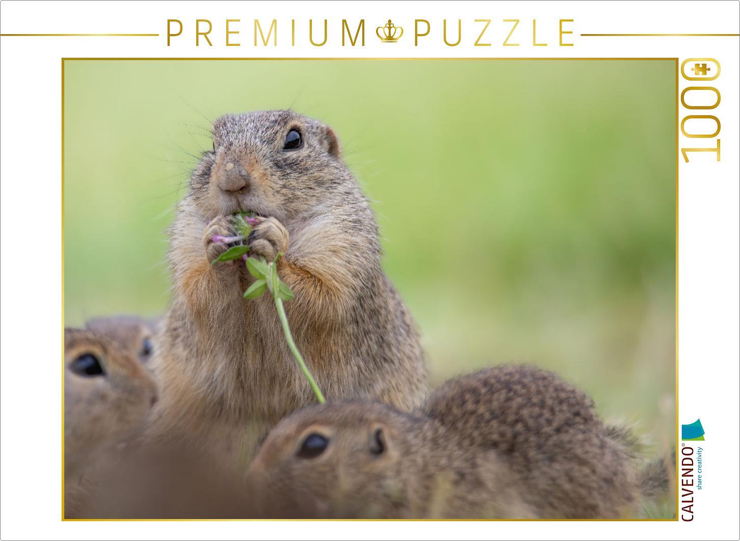 CALVENDO Puzzle Ziesel isst Blume | 1000 Teile Lege-Größe 64x48cm Foto-Puzzle für glückliche Stunden