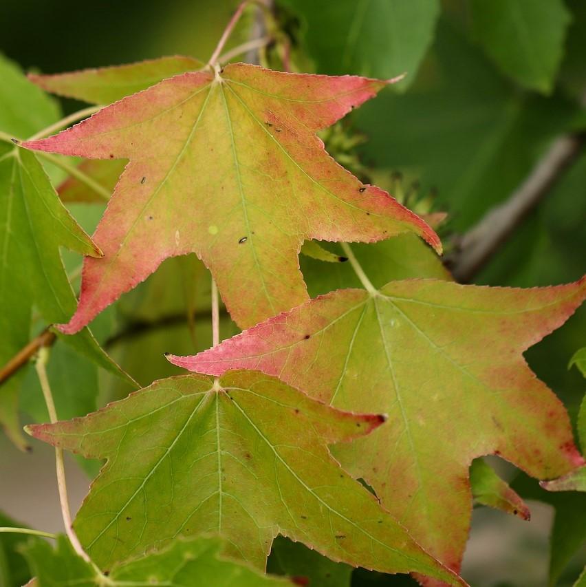 Müllers Grüner Garten Shop Amerikanischer Amberbaum - Liquidambar styraciflua 60-100 cm 0,5 Liter Topfballen 8572-001